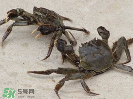 五月份有河蟹嗎？五月份河蟹有黃嗎？