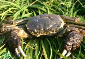 五月份有河蟹嗎？五月份河蟹有黃嗎？