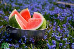 五月份的西瓜孕婦能吃嗎？5月份的西瓜孕婦可以吃嗎？