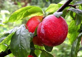 五月份有李子嗎？五月份的李子能吃嗎？