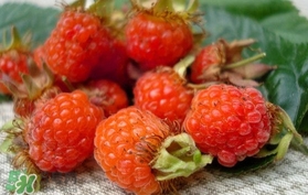 山莓可以泡酒嗎？山莓能不能泡酒