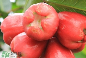 蓮霧能和酸奶一起吃嗎？酸奶可以和蓮霧一起吃嗎？