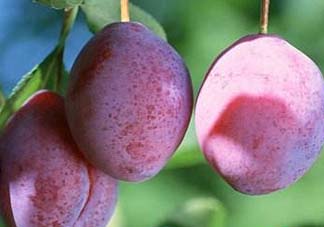 吃李子牙齒酸怎么辦？為什么吃多了李子牙會酸？