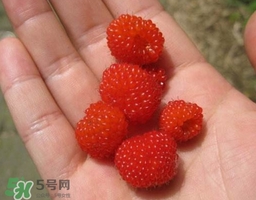 山莓可以泡酒嗎？山莓能不能泡酒