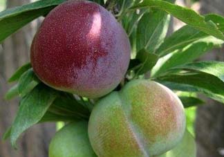 李子可以和西紅柿一起吃嗎？西紅柿和李子能同吃？