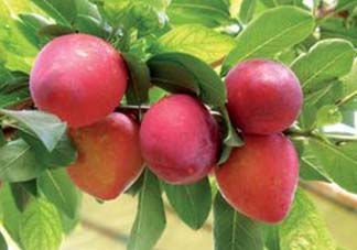 吃李子為什么會拉肚子？拉肚子可以吃李子嗎？