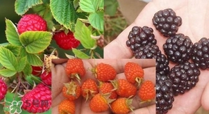 盆栽樹莓怎么養(yǎng)？盆栽樹莓的種植方法