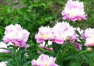 五月份還有牡丹嗎？五月份牡丹花還開嗎？