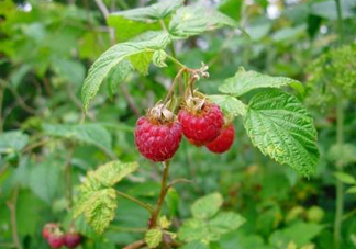 山莓可以泡酒嗎？山莓能不能泡酒