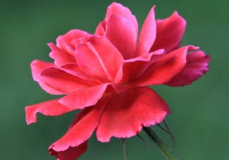 五月還有杜鵑花嗎？杜鵑花什么時候開？