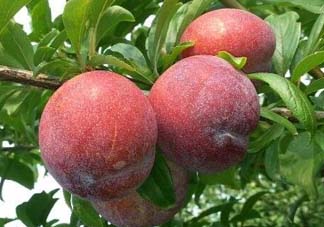 李子和雞蛋能一起吃嗎？吃完李子可以吃雞蛋嗎？