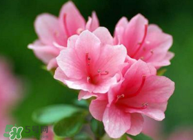 五月還有杜鵑花嗎？杜鵑花什么時候開？