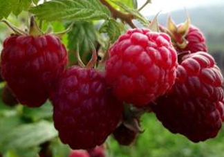 盆栽樹莓怎么養(yǎng)？盆栽樹莓的種植方法