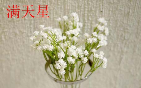 是什么滿天星 滿天星的寓意是什么