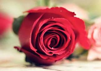 2017年520送什么花好？適合520送給女朋友的花推薦