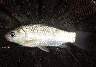 小滿怎么釣魚？小滿釣魚技巧