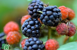 山莓跟黑莓一樣嗎？黑莓貴還是山莓貴？
