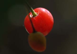 ?五月份還有櫻桃嗎？?五月份的櫻桃能吃嗎？