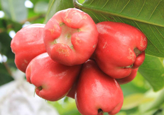 蓮霧能和酸奶一起吃嗎？酸奶可以和蓮霧一起吃嗎？