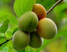 小滿吃什么水果？小滿吃哪些水果好？