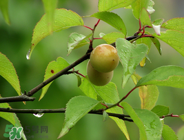 小滿吃什么水果？小滿吃哪些水果好？