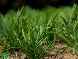 小滿種什么？小滿種什么菜？