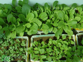 小滿種什么？小滿種什么菜？