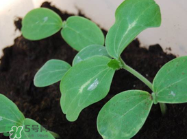 小滿種什么？小滿種什么菜？