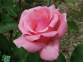 小滿開什么花？小滿節(jié)氣開的植物