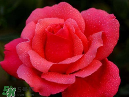 小滿開什么花？小滿節(jié)氣開的植物