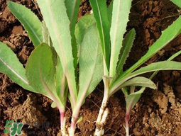 苦菜要焯水嗎？焯苦菜的水能喝嗎？