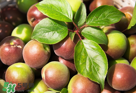 青梅可以減肥嗎？青梅減肥效果好嗎？