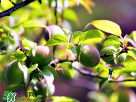 青梅可以減肥嗎？青梅減肥效果好嗎？