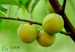 青梅果有什么好處？青梅果的功效與作用