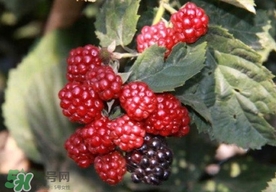 刺泡是山莓嗎？刺泡和山莓的區(qū)別