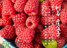 刺泡的熱量 刺泡可以減肥嗎？