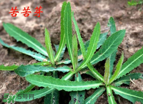 苦苦菜怎么腌制？怎樣腌制苦苦菜？