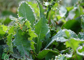 苦苦菜怎么腌制？怎樣腌制苦苦菜？