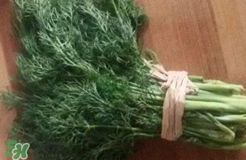 茴香菜是什么菜？茴香菜是香菜嗎