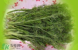 茴香菜是酸性還是堿性？什么人不能吃茴香菜