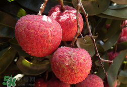 荔枝為什么是酸的？荔枝酸是怎么回事？