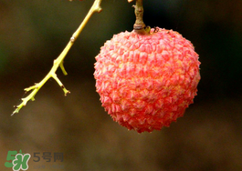 荔枝酸是壞了嗎？荔枝酸怎么辦？