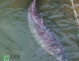 端午節(jié)好釣魚嗎?？端午節(jié)可以釣魚嗎？