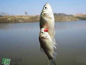 端午節(jié)好釣魚嗎?？端午節(jié)可以釣魚嗎？