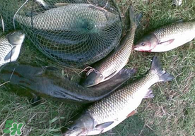 端午節(jié)好釣魚嗎?？端午節(jié)可以釣魚嗎？