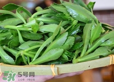 竹葉菜是什么菜?竹葉菜長(zhǎng)什么樣子? 竹葉菜是什么菜?竹葉菜長(zhǎng)什么樣子?