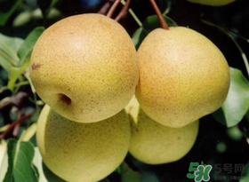 五月份有梨嗎？農(nóng)歷5月的梨能吃嗎？