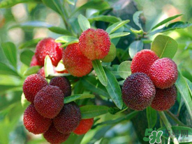 五月份有楊梅嗎？五月份的楊梅能吃嗎？