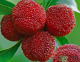 五月份有楊梅嗎？五月份的楊梅能吃嗎？