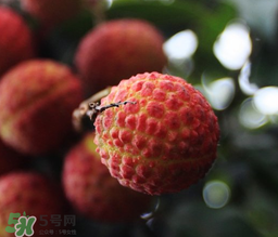 荔枝一天吃多少合適？荔枝一天最多吃幾個？